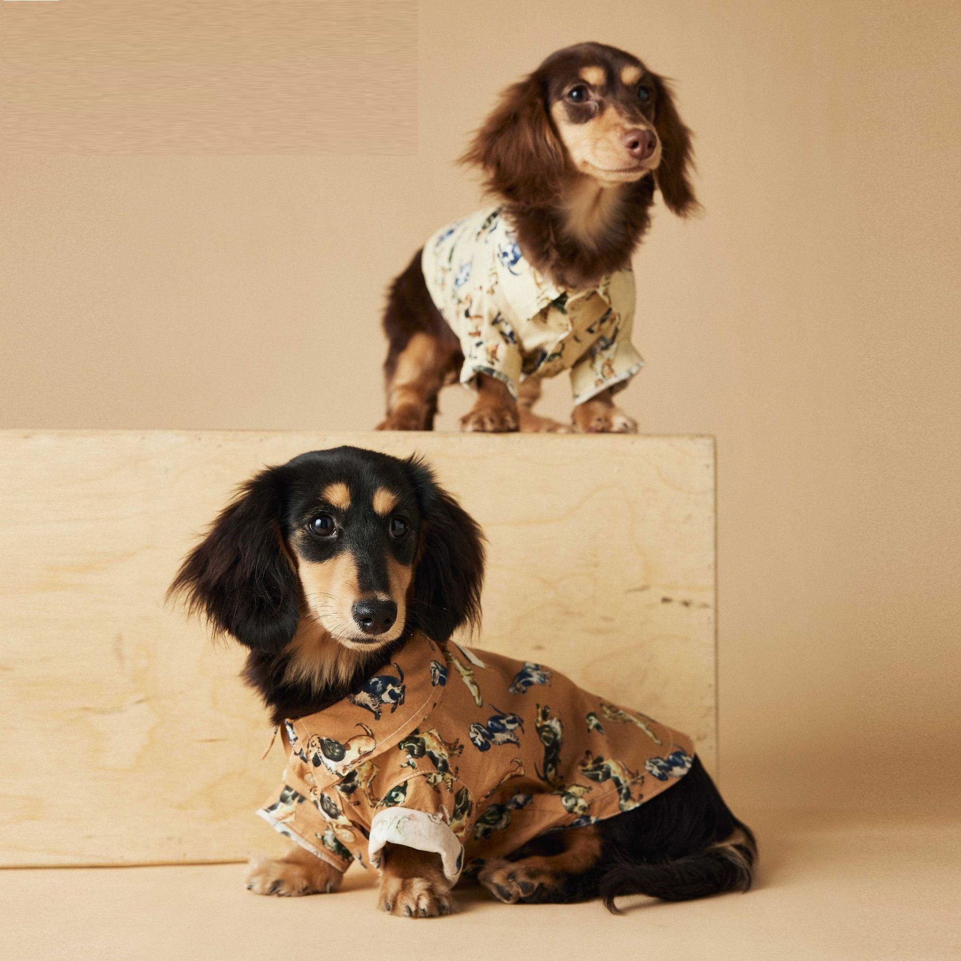 KFX-3507005 Casual Cotton Dog Shirt with Dachshund, Schnauzer, Teddy, Bichon & Maltese Prints in Beige and Brown