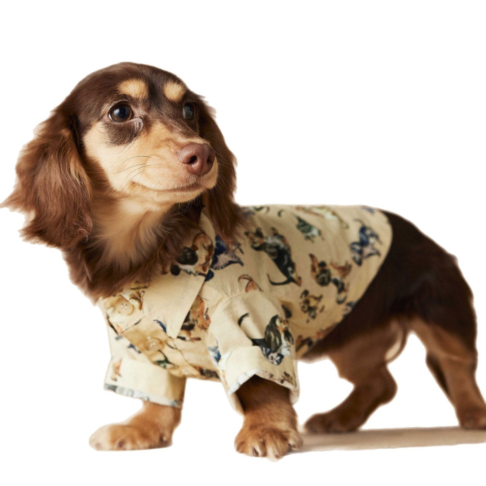 KFX-3507005 Casual Cotton Dog Shirt with Dachshund, Schnauzer, Teddy, Bichon & Maltese Prints in Beige and Brown