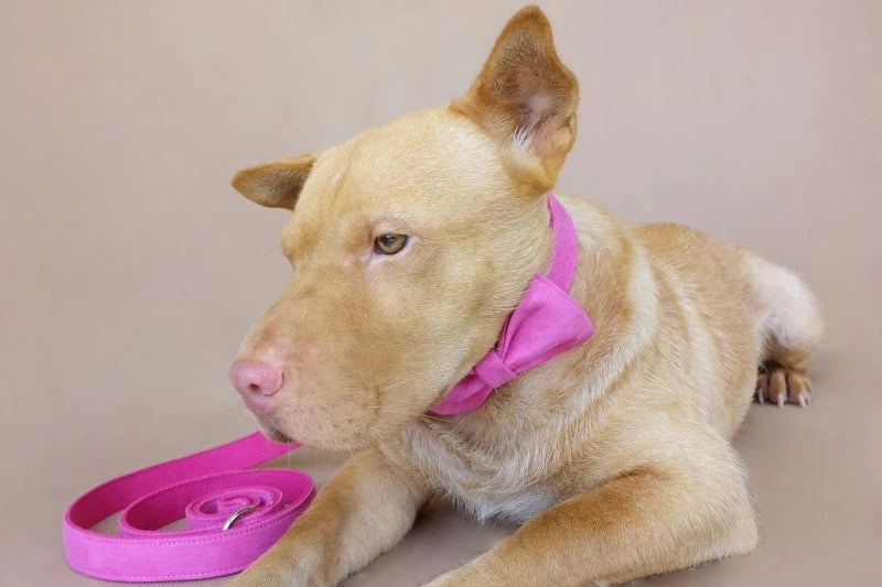 KFX-3528253 Pink Velvet Adjustable Dog Collar - Comfortable Polyester Pet Leash for XS to XL Sizes