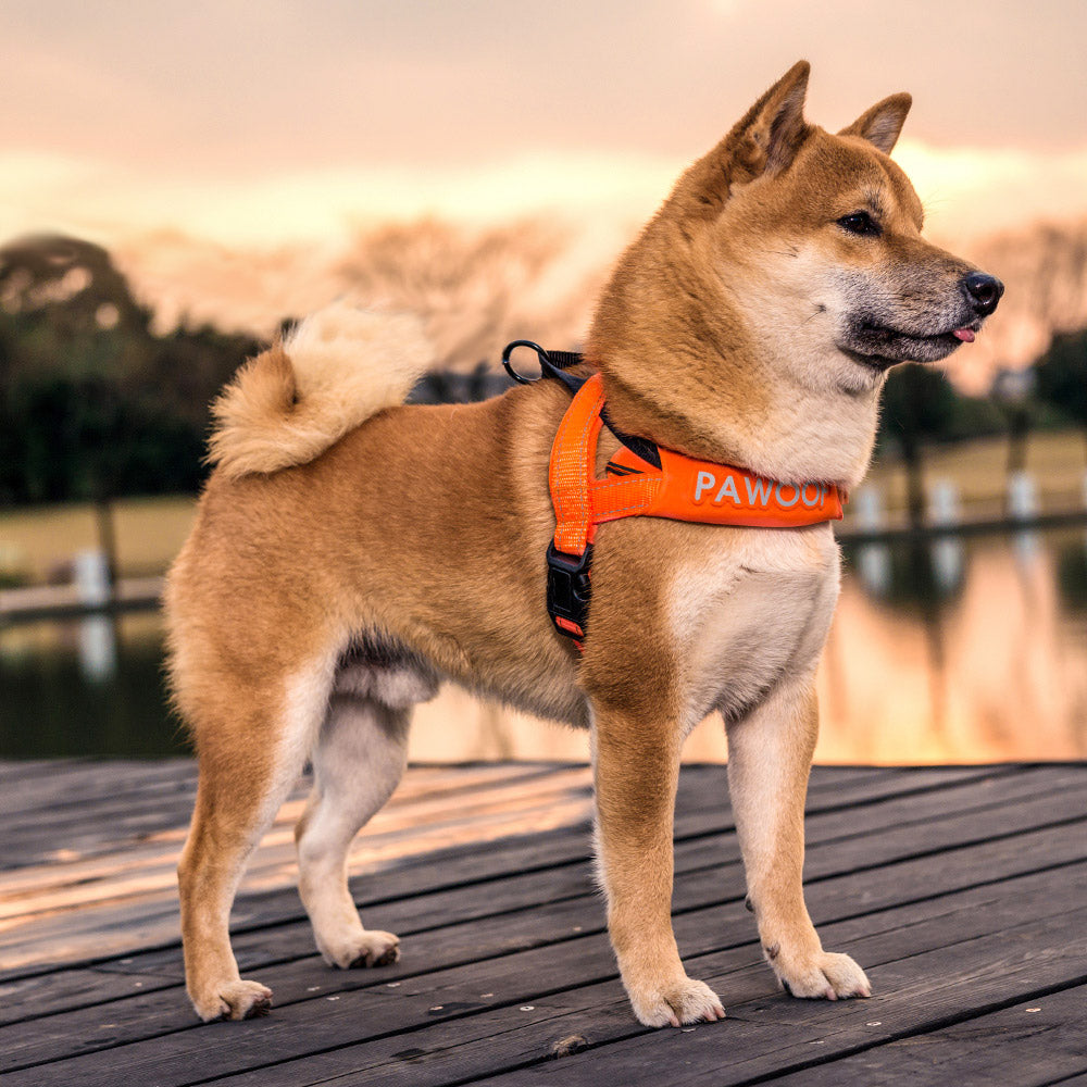 KFX-3548989 Adjustable Nylon Dog Chest Strap with Leash - Orange and Green Options, Various Sizes Available