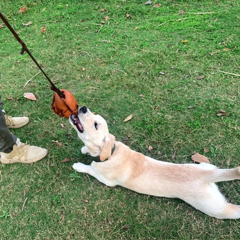 KFX-3640893 Leather Dog Training Bite Ball Toy with Handle for Tug and Fetch Play