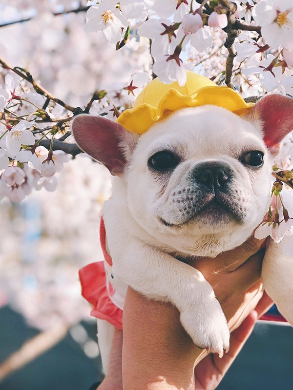 KFX-3698621 Cute Fisherman Hat for Pets - Two Sizes Available, Adjustable Canvas with Elastic Straps