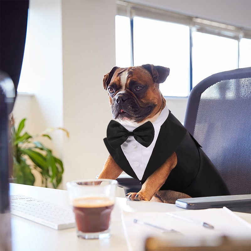 KFX-3777469 Casual Black Bow Tie Dog Suit with Skirt - Available in Multiple Sizes