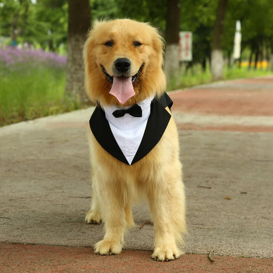 KFX-3777469 Casual Black Bow Tie Dog Suit with Skirt - Available in Multiple Sizes