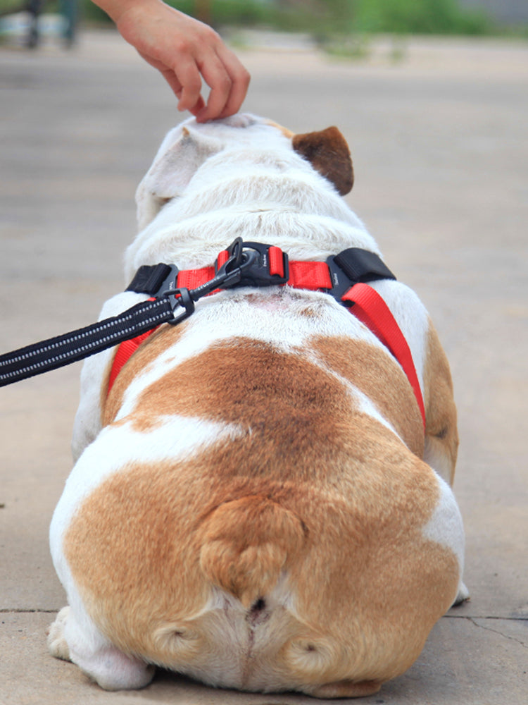 KFX-3876669 Comfortable Oxford Cloth Dog Leash with Breathable Mesh and Zinc Alloy Hardware