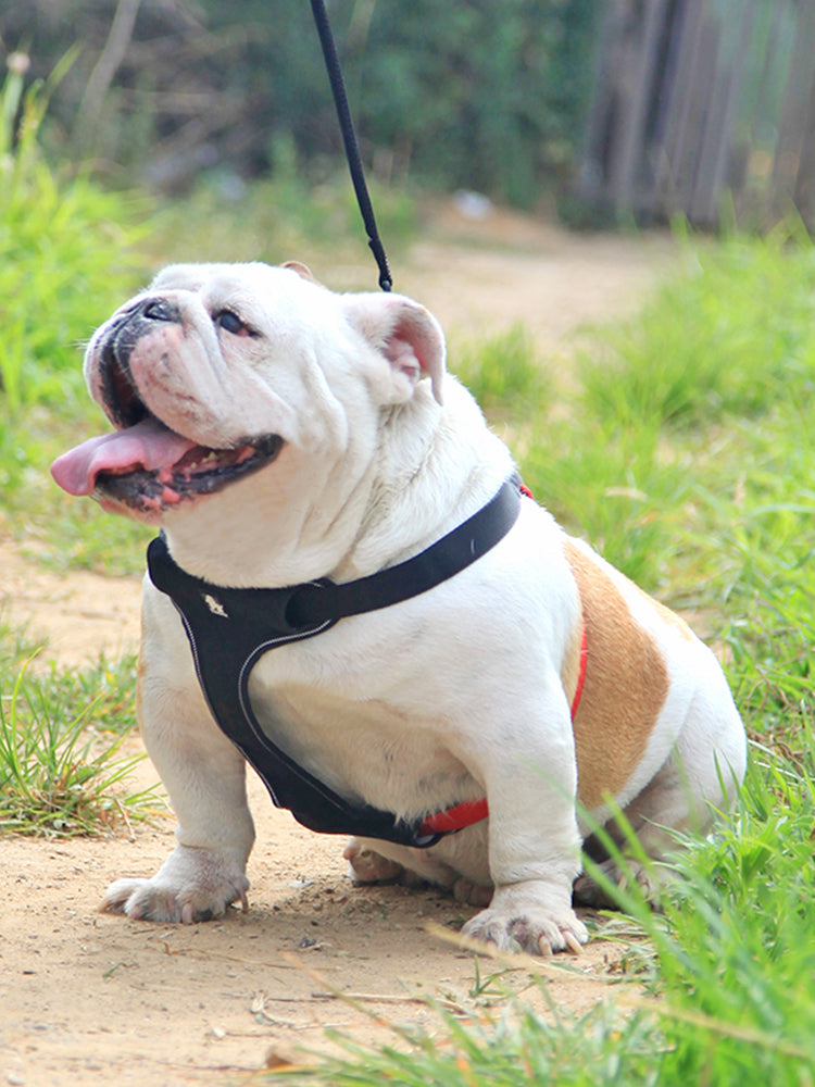 KFX-3876669 Comfortable Oxford Cloth Dog Leash with Breathable Mesh and Zinc Alloy Hardware