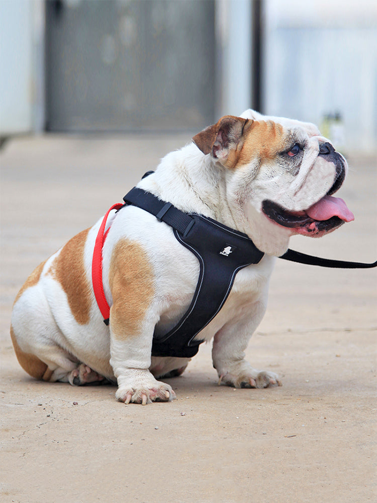 KFX-3876669 Comfortable Oxford Cloth Dog Leash with Breathable Mesh and Zinc Alloy Hardware