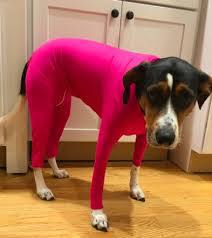 KFX-3893053 Stylish Elastic Dog and Cat Apparel for Autumn and Winter in Multiple Colors and Sizes