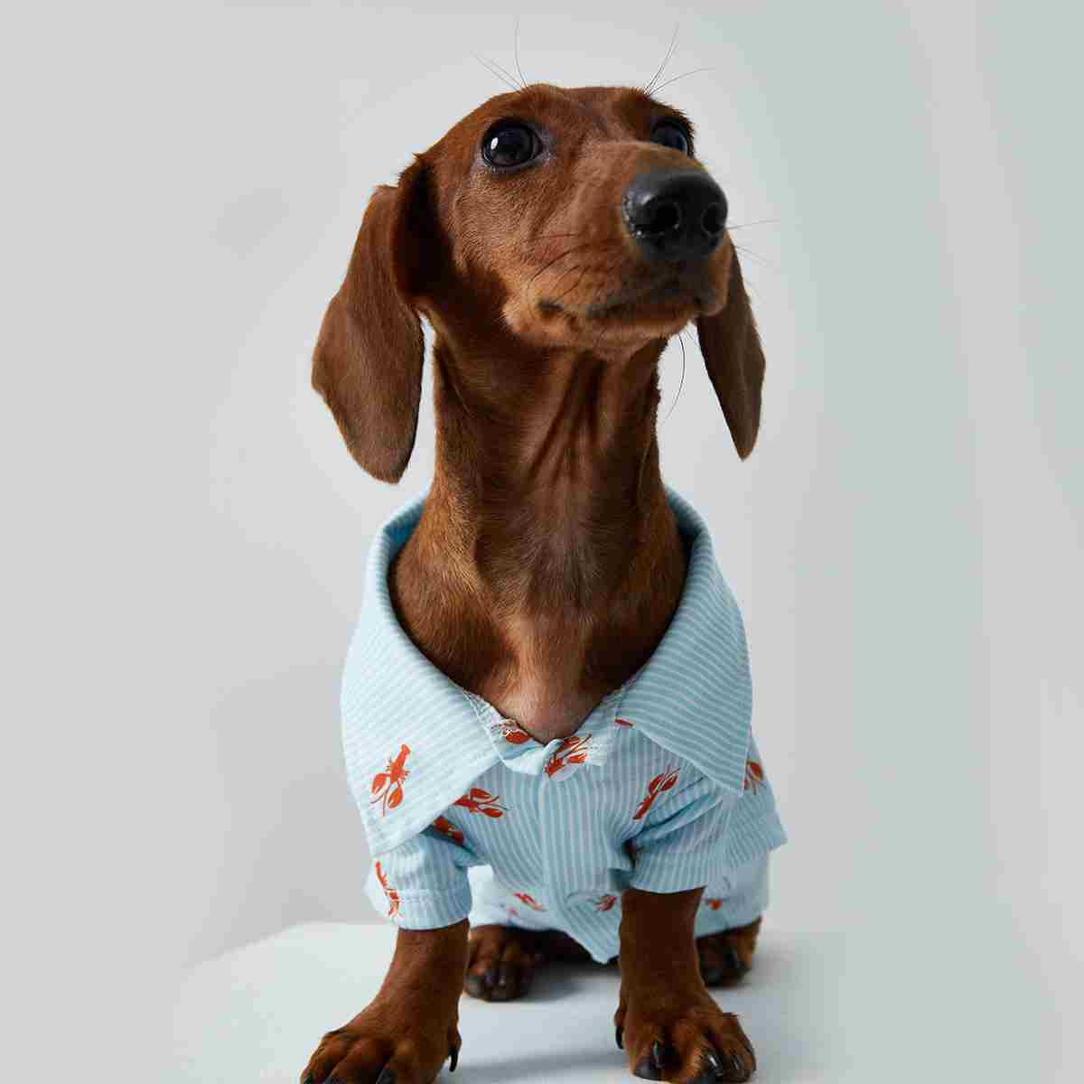 KFX-3926205 Pet Shirt for Small Dogs and Cats - Soft Fabric, Blue and Light Blue Options, Multiple Sizes Available