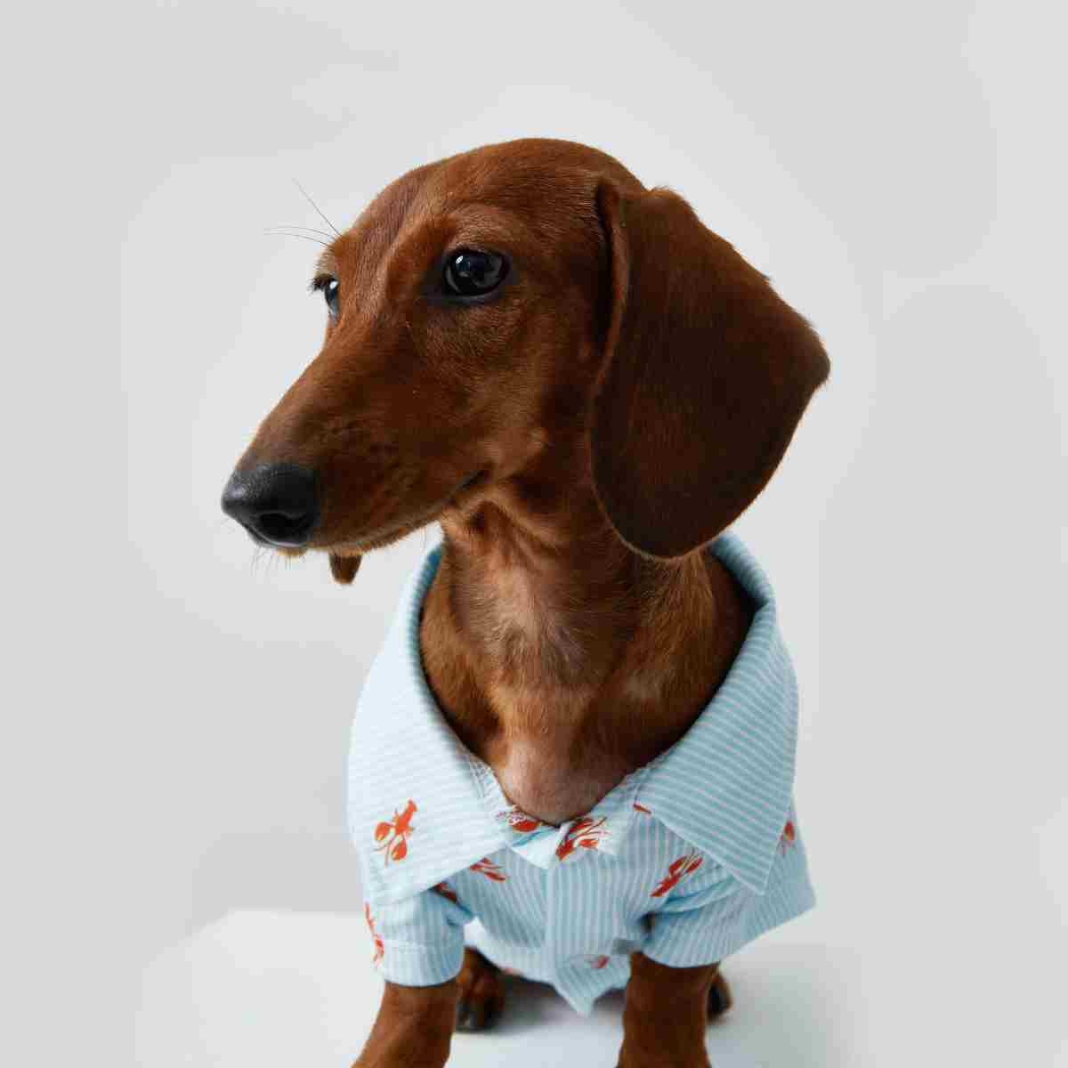 KFX-3926205 Pet Shirt for Small Dogs and Cats - Soft Fabric, Blue and Light Blue Options, Multiple Sizes Available
