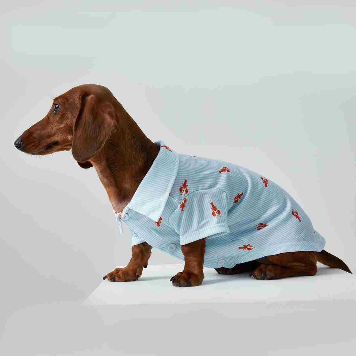 KFX-3926205 Pet Shirt for Small Dogs and Cats - Soft Fabric, Blue and Light Blue Options, Multiple Sizes Available