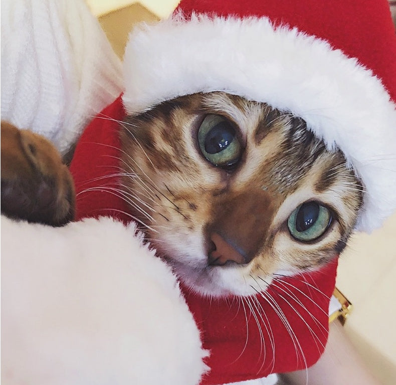 KFX-3955005 Red Short Plush Christmas Hat and Scarf Set for Small Pets