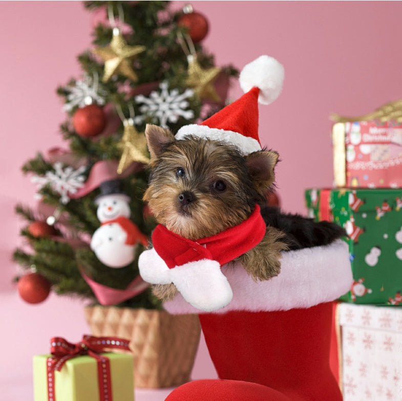 KFX-3955005 Red Short Plush Christmas Hat and Scarf Set for Small Pets