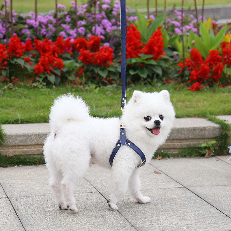 KFX-4046269 Leather Chest Strap and Leash for Dogs and Cats - Scalable Design in Multiple Colors