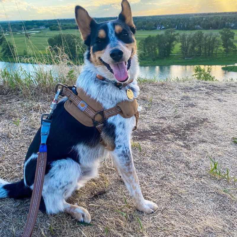 KFX-4095037 Chest Strap Dog Safety Training Belt with Reflective Hand Holding Rope - Size M, L, XL