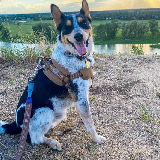 KFX-4095037 Chest Strap Dog Safety Training Belt with Reflective Hand Holding Rope - Size M, L, XL