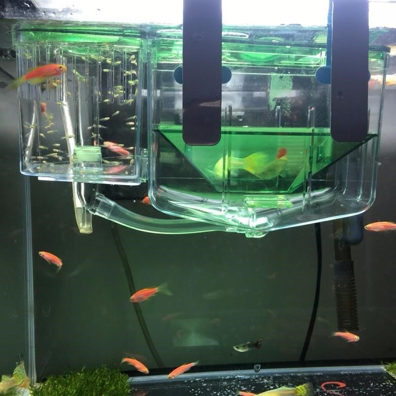KFX-4100285 Hatching Box for Guppy and Betta Fish - Dual Layer Isolation Tank with Floating Design and Feeding Access