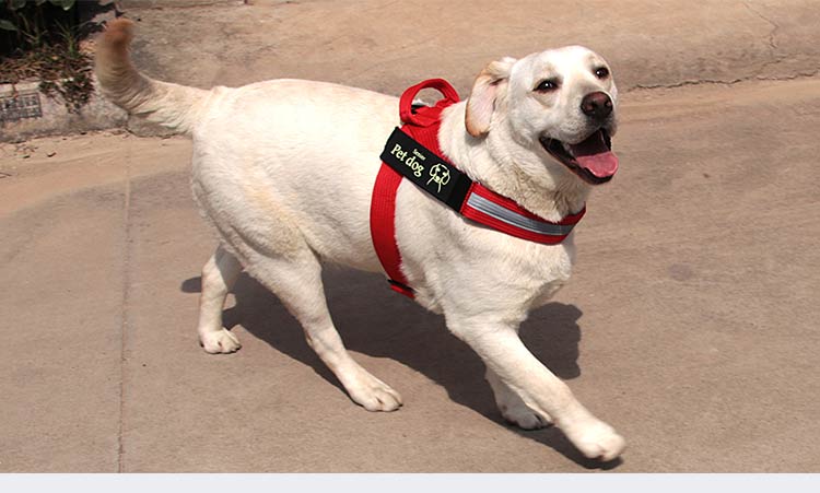 KFX-4141373 Dog Walking Chain Leash with Nylon Chest Harness for Medium and Large Dogs