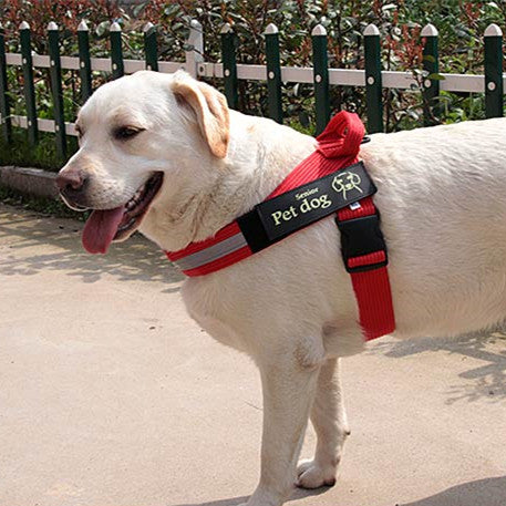 KFX-4141373 Dog Walking Chain Leash with Nylon Chest Harness for Medium and Large Dogs