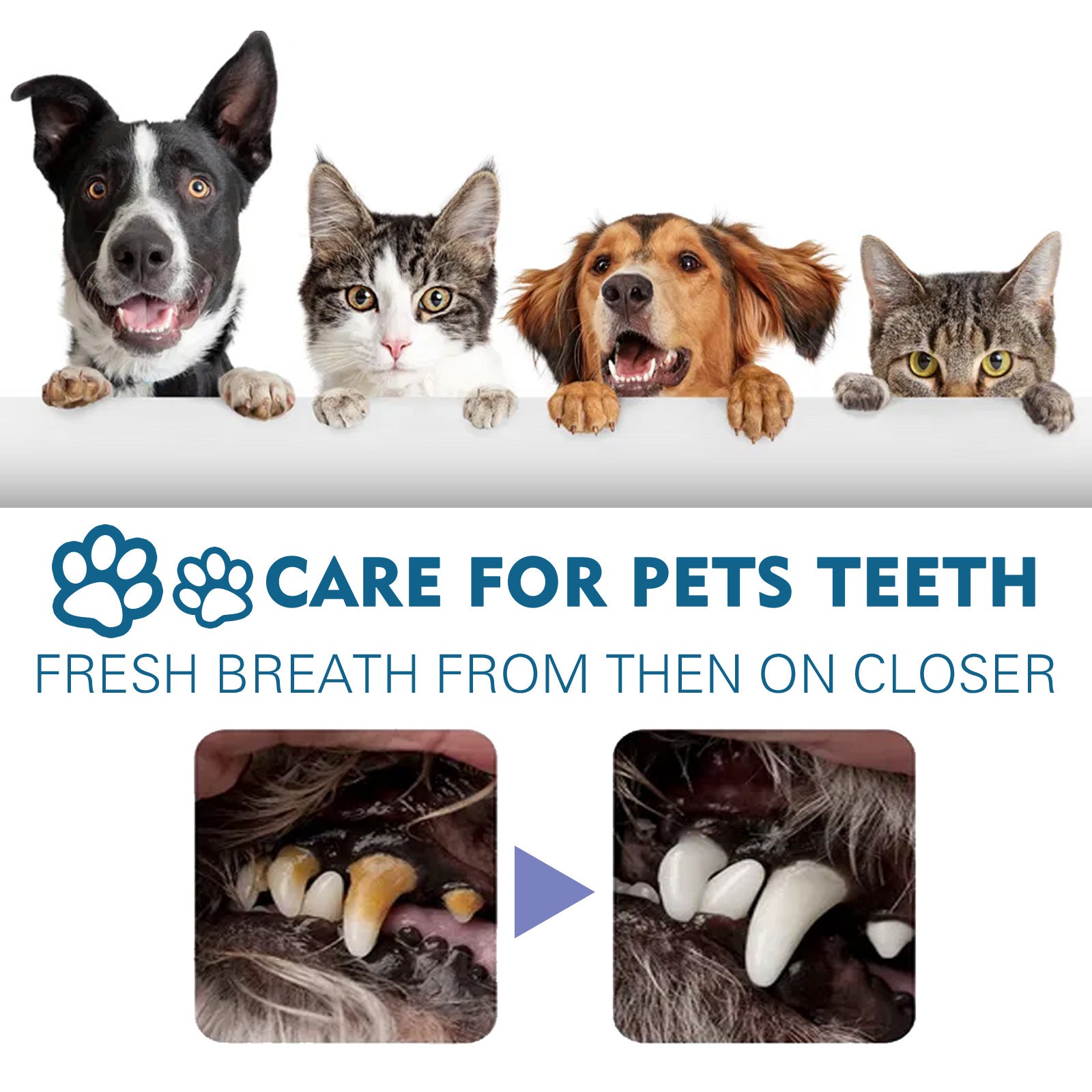 KFX-4229949 Pet Oral Cleaning Spray for Tartar Control and Fresh Breath, 59ml