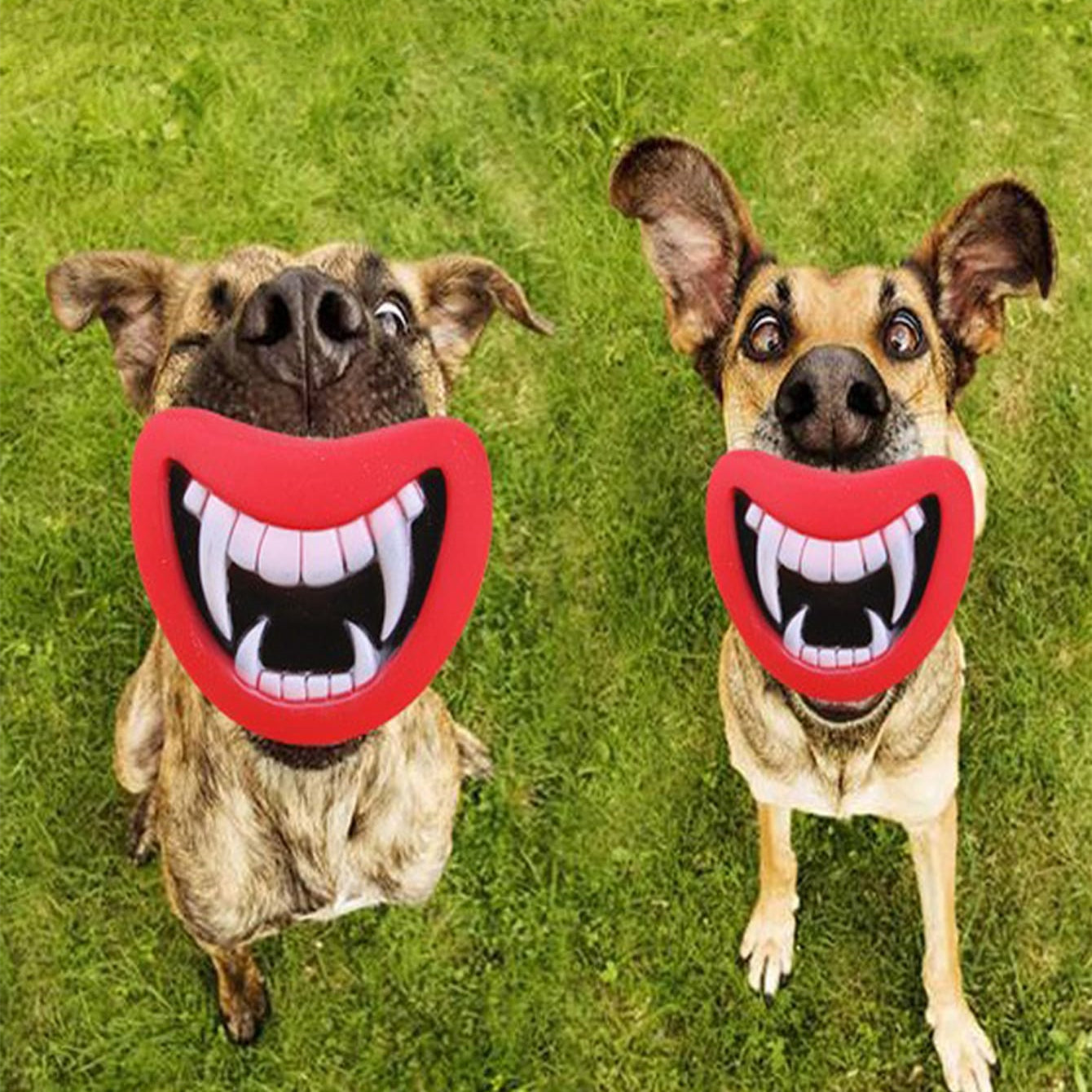 KFX-4282941 Colorful Non-Toxic Soft Rubber Dog & Cat Sound Toy for Play and Relaxation