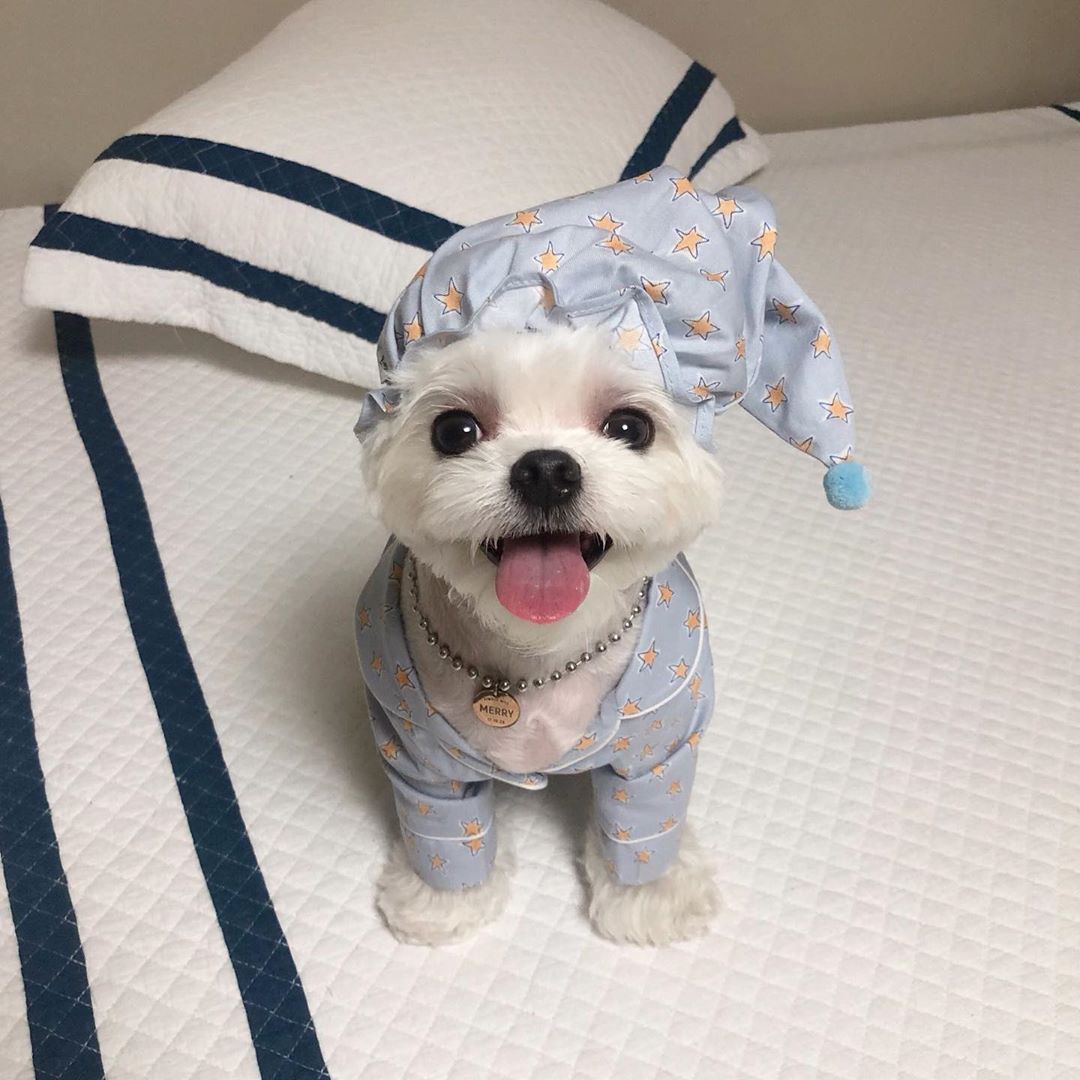 KFX-4294205 Cozy Cotton Dog Pajama Set with Hat in Blue Star and Pink Star Designs