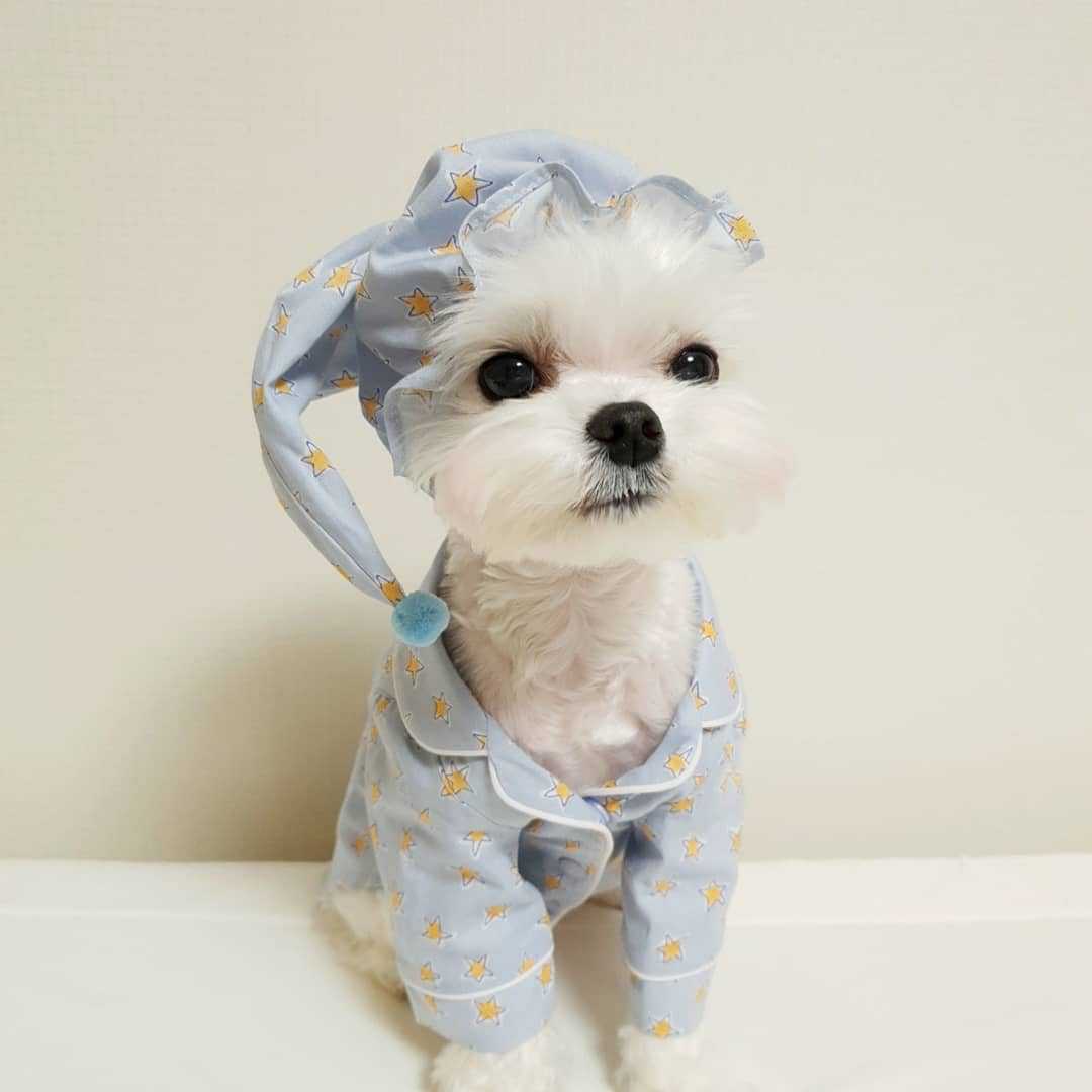 KFX-4294205 Cozy Cotton Dog Pajama Set with Hat in Blue Star and Pink Star Designs