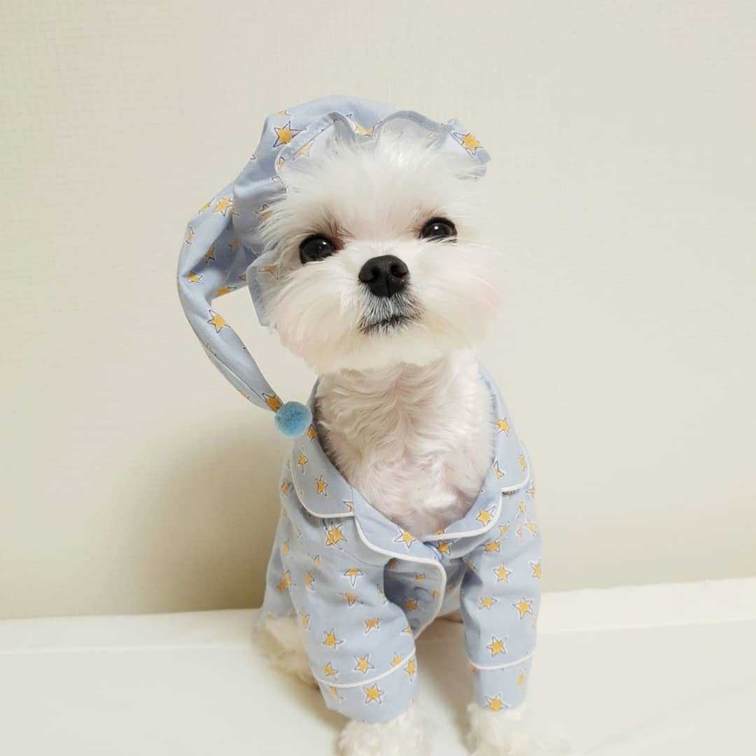 KFX-4294205 Cozy Cotton Dog Pajama Set with Hat in Blue Star and Pink Star Designs