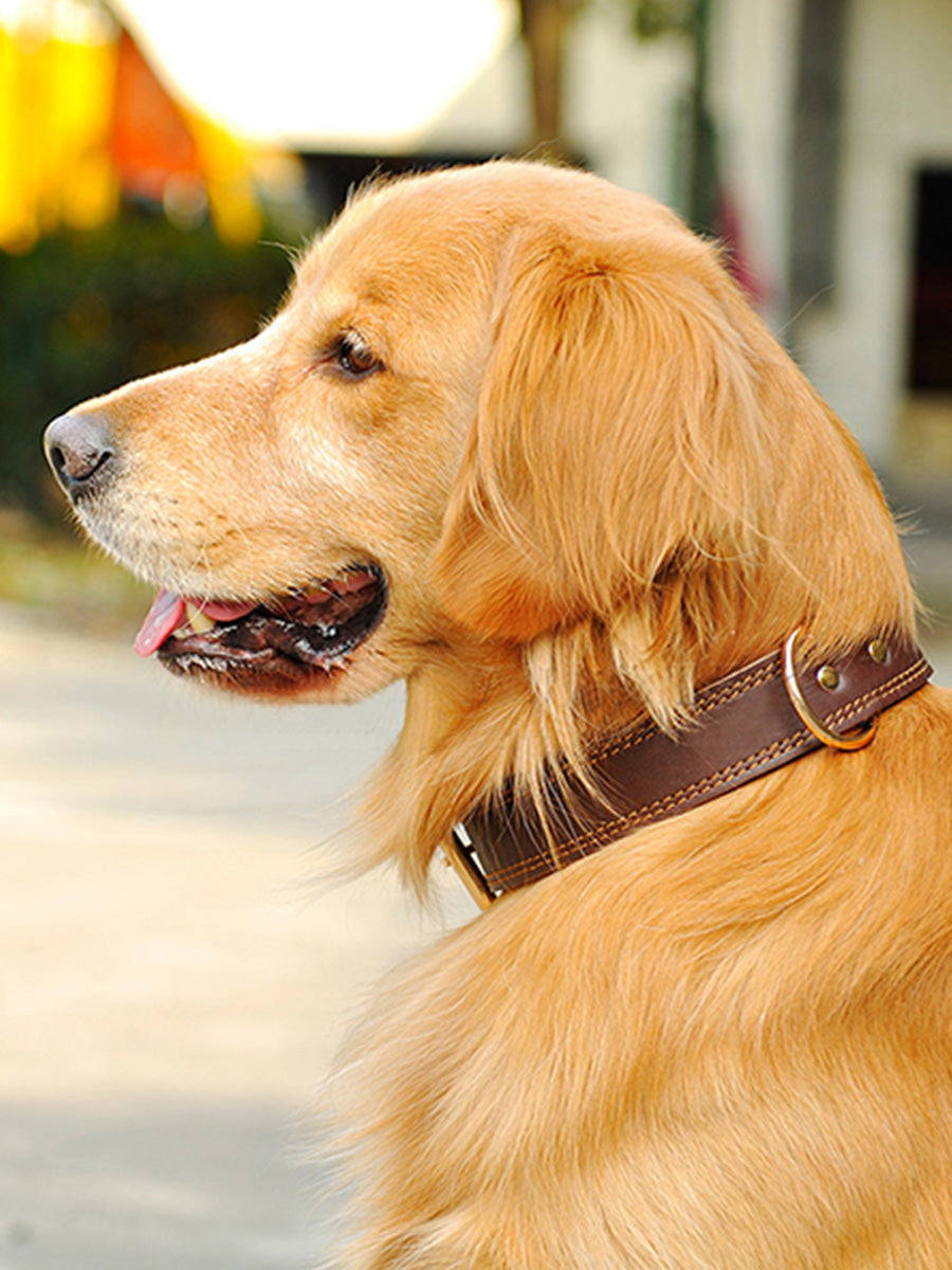 KFX-4361149 Leather Dog Collar for Medium and Large Dogs - Cowhide in Dark Brown, Black, or Wine Red
