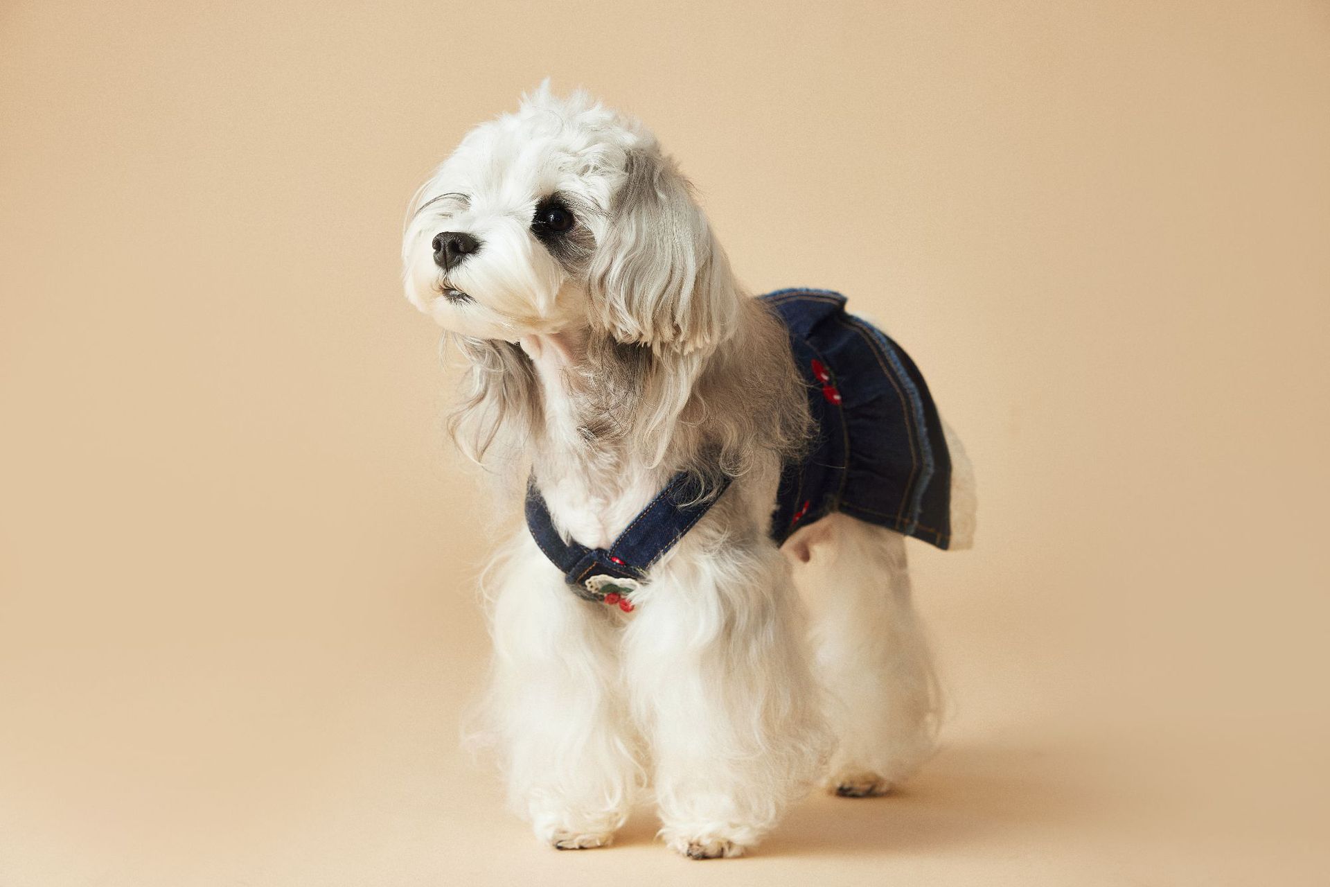 KFX-4411965 Cherry Denim Dress for Dogs - Casual Navy Blue Pet Clothing in Multiple Sizes (XS-XXL)