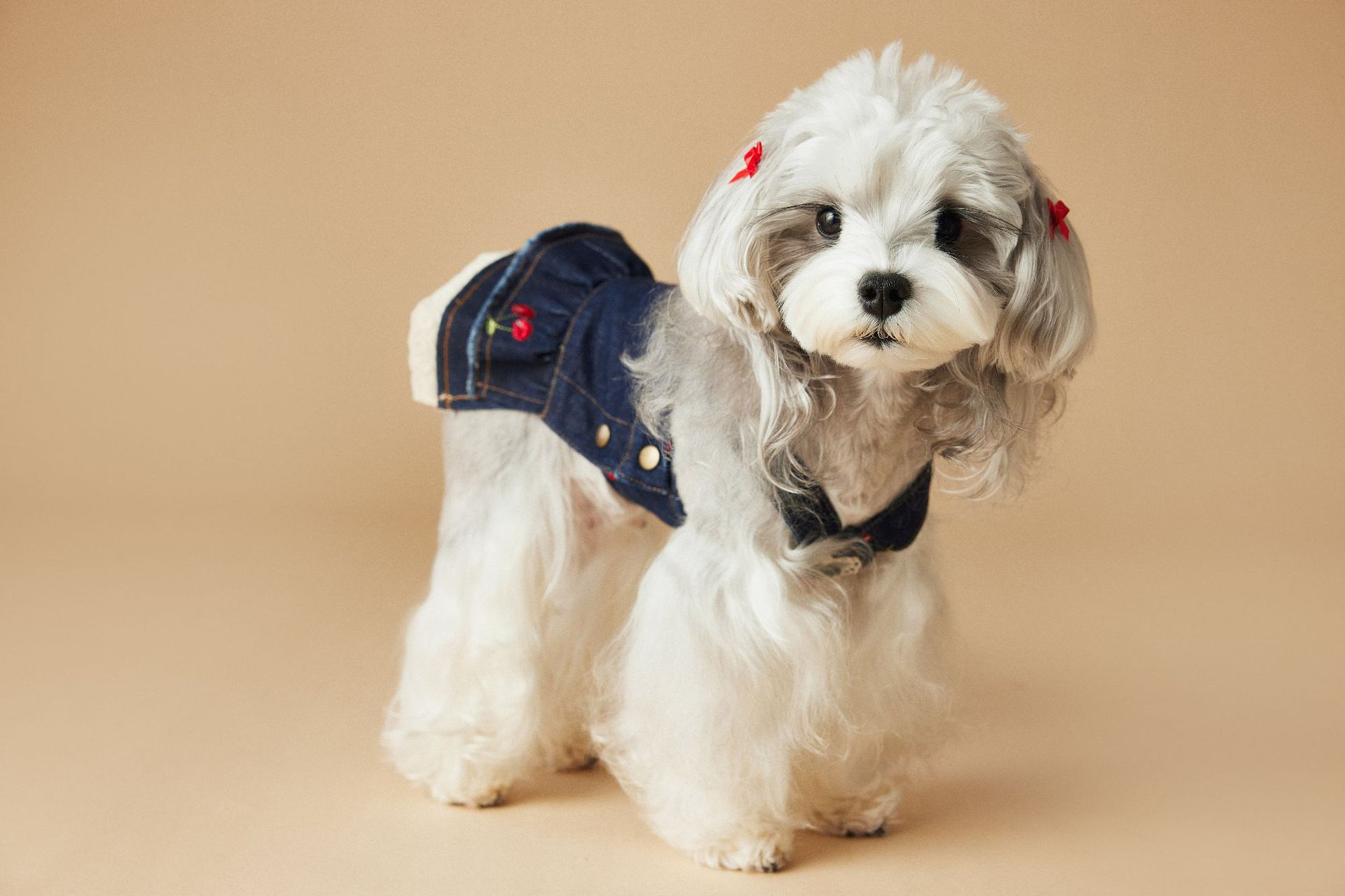 KFX-4411965 Cherry Denim Dress for Dogs - Casual Navy Blue Pet Clothing in Multiple Sizes (XS-XXL)