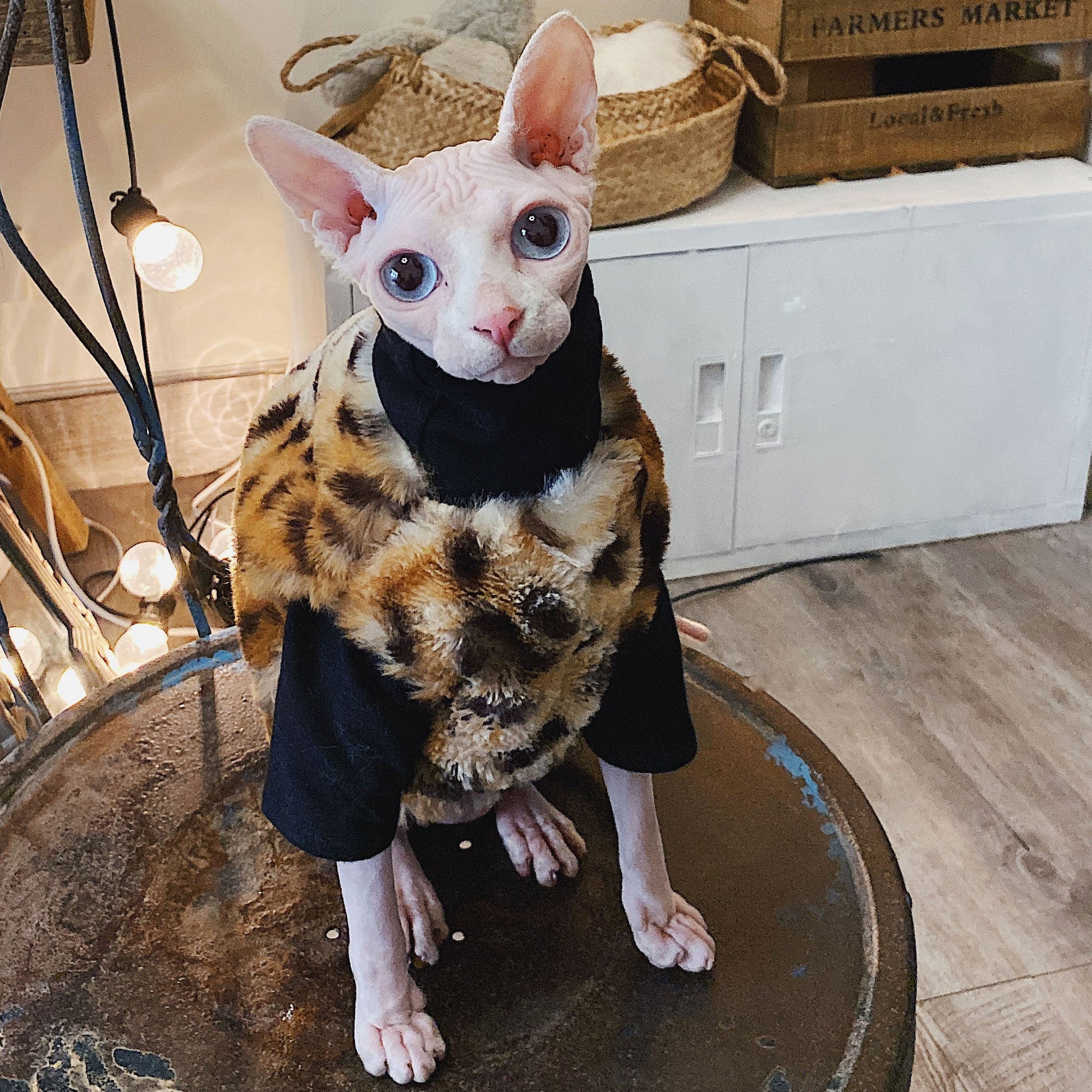 KFX-4419517 Casual Cotton Hypoallergenic T-Shirt for Hairless Cats in Black and White