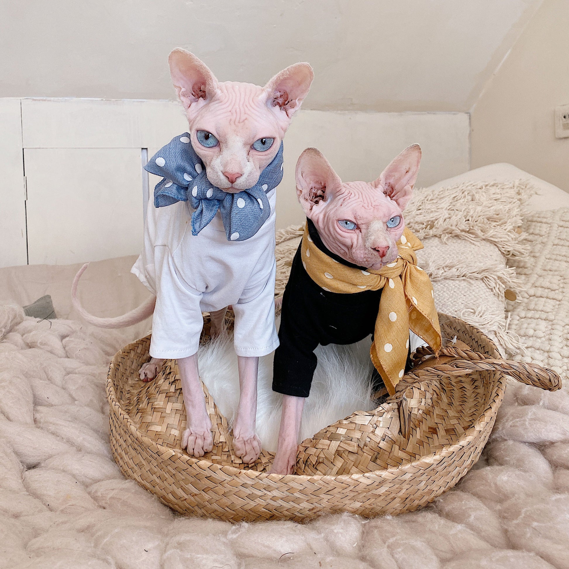 KFX-4419517 Casual Cotton Hypoallergenic T-Shirt for Hairless Cats in Black and White