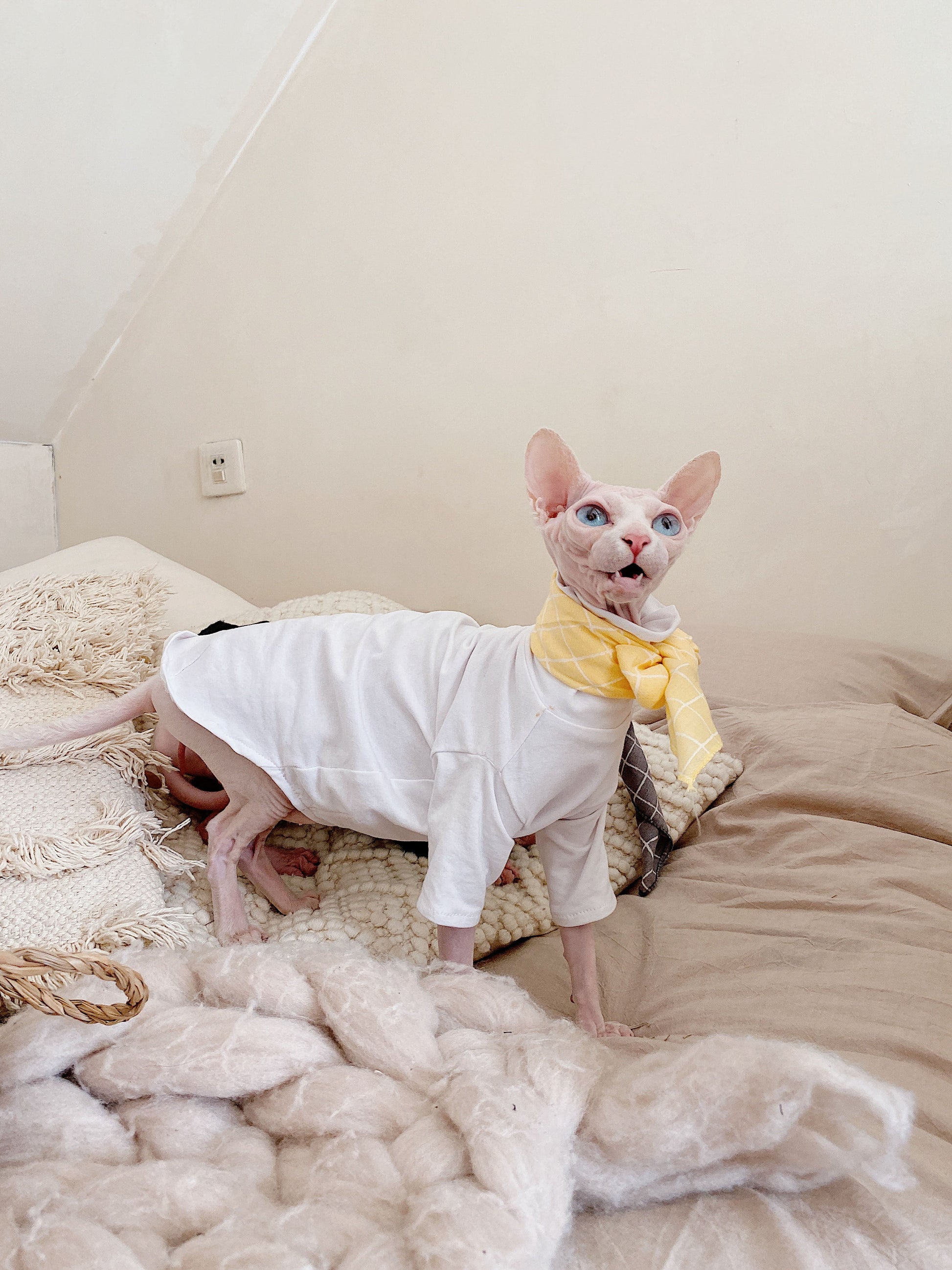 KFX-4419517 Casual Cotton Hypoallergenic T-Shirt for Hairless Cats in Black and White