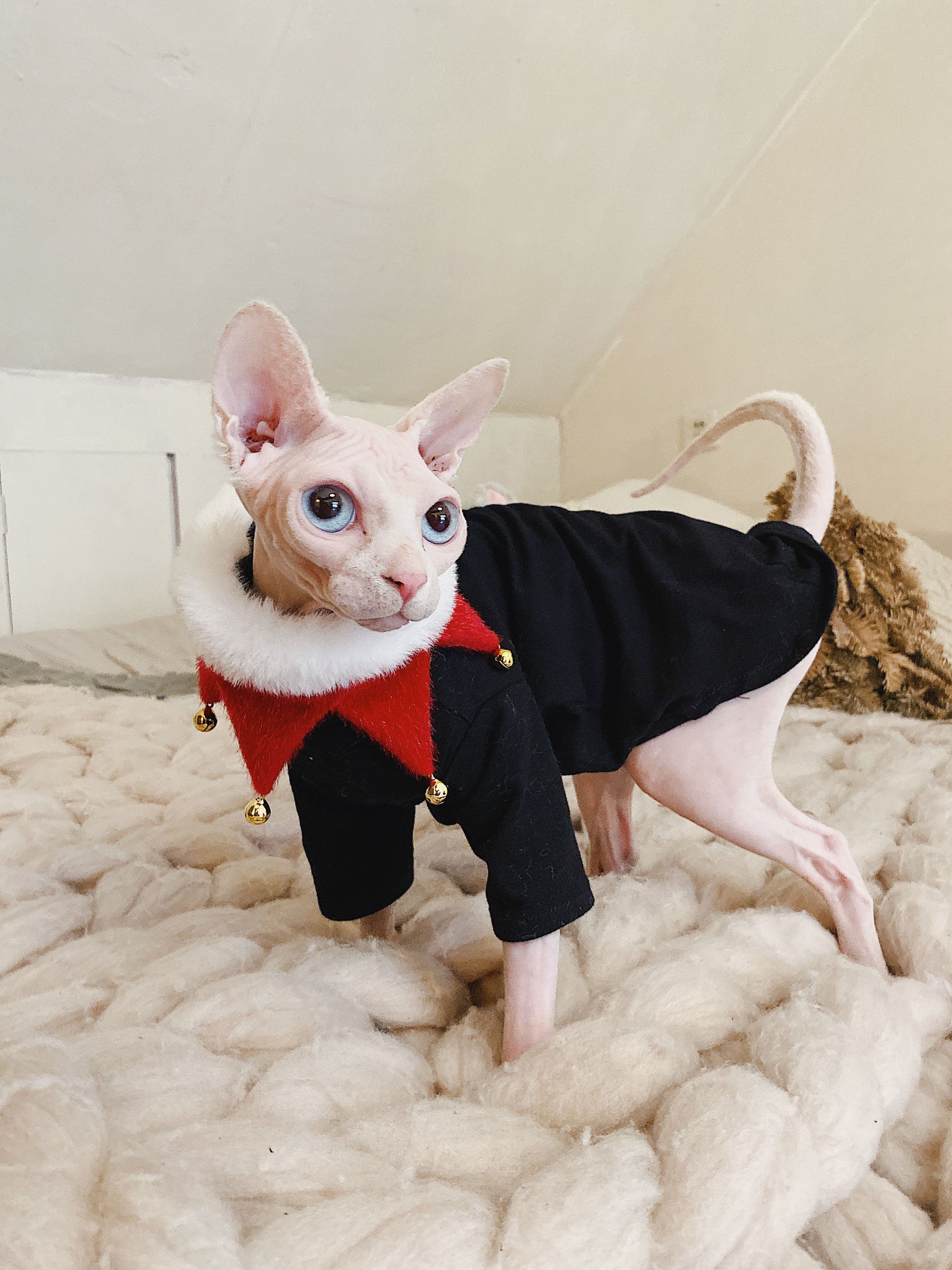 KFX-4419517 Casual Cotton Hypoallergenic T-Shirt for Hairless Cats in Black and White