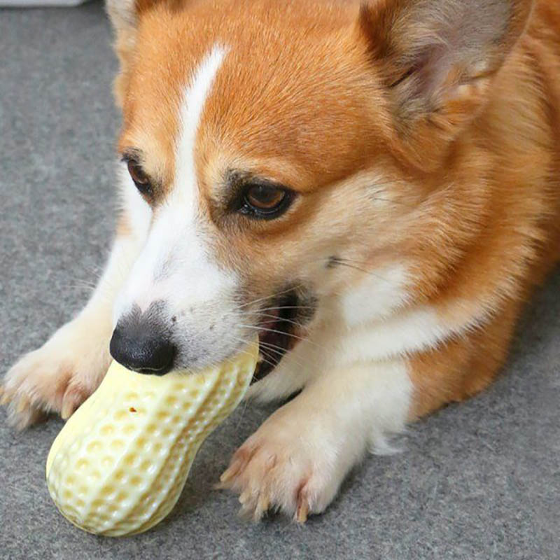 KFX-4437693 Durable Peanut Squeaky Chew Toy for Small to Medium Dogs and Puppies - Eco-Friendly Rubber with Tooth Cleaning Features