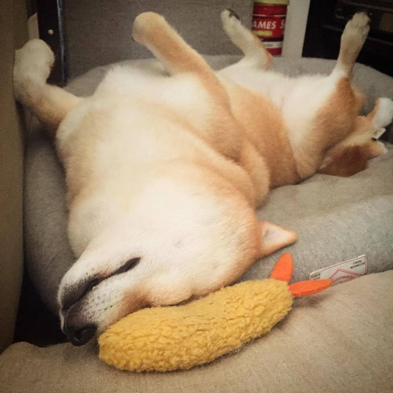 KFX-4439869 Cute Fried Shrimp Tempura Dog Chew Toy with Squeaker for Puppies