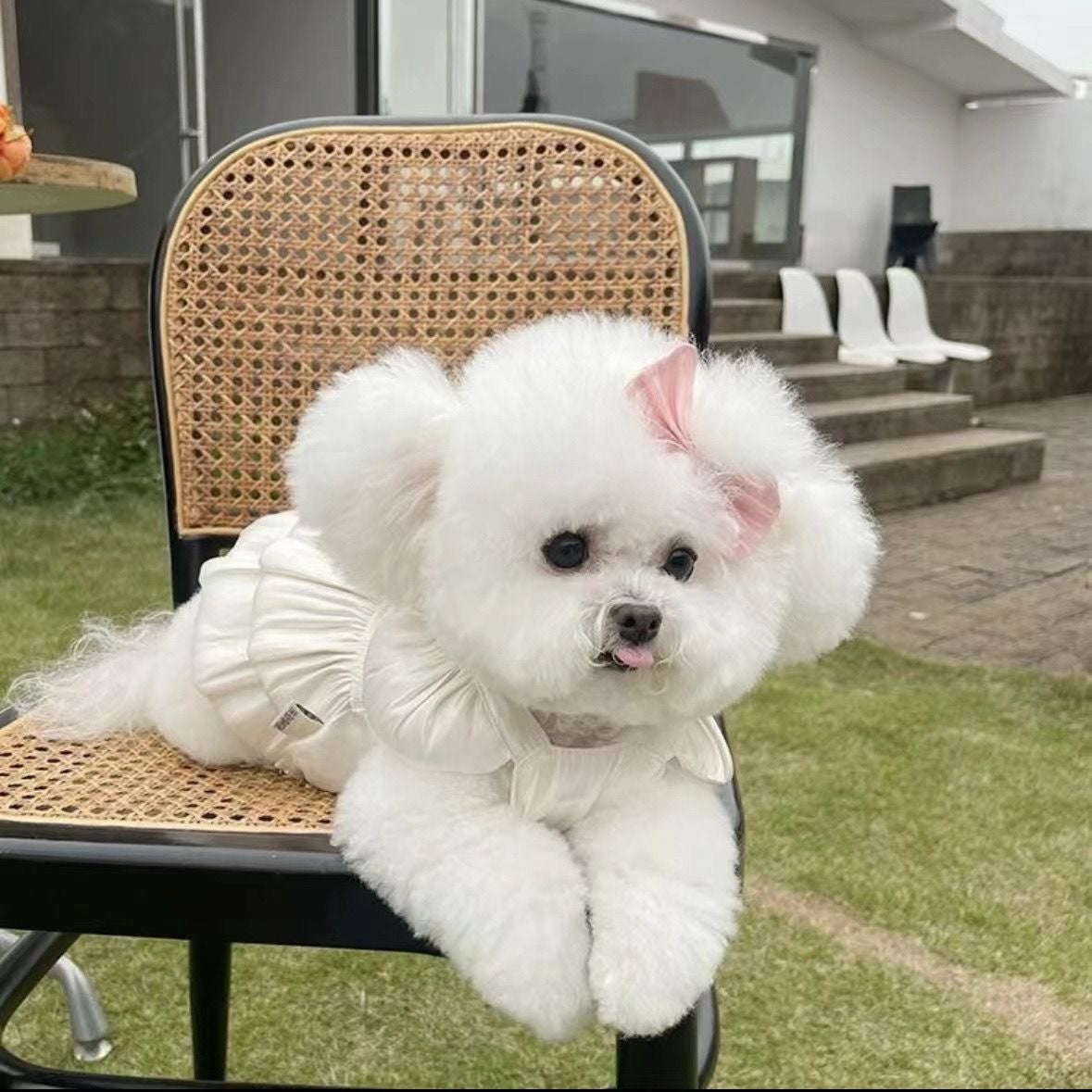 KFX-4444733 Breathe Easy with the Streamer Gauze Skirt for Teddy and Bichon Dogs & Cats