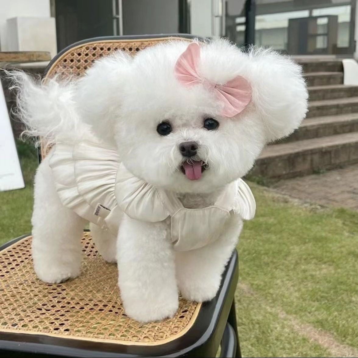KFX-4444733 Breathe Easy with the Streamer Gauze Skirt for Teddy and Bichon Dogs & Cats