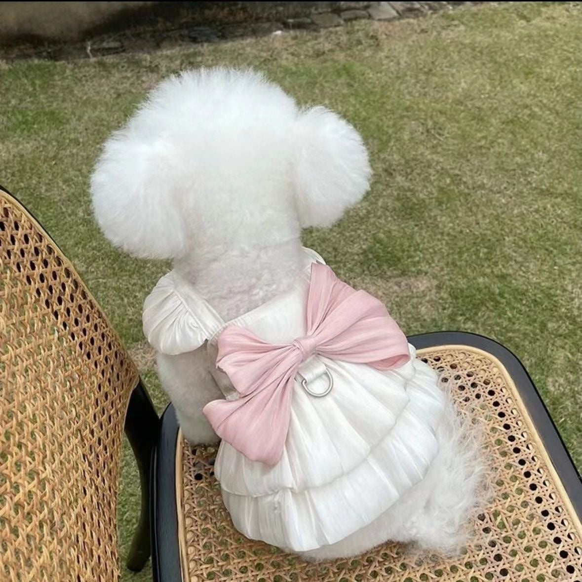 KFX-4444733 Breathe Easy with the Streamer Gauze Skirt for Teddy and Bichon Dogs & Cats