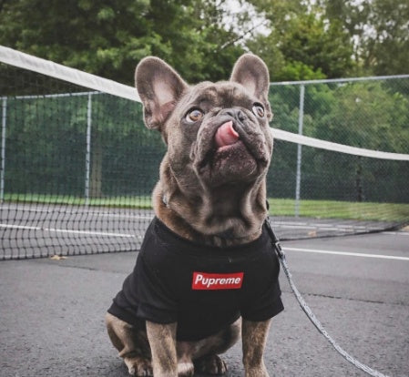 KFX-4465597 Lightweight Cotton Pet T-Shirt for All Seasons - Available in Black & White, Sizes S to XXL