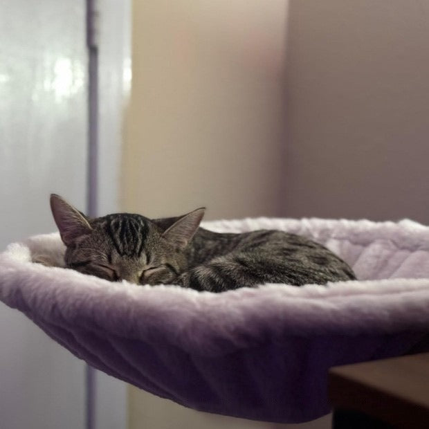 KFX-4515517 Adjustable Ergonomic Cat Hammock Bed - 42.5cm Diameter - White Plastic