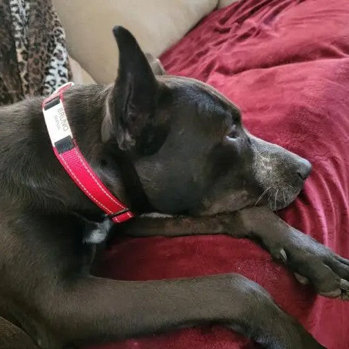 KFX-4534589 Adjustable Cloth Dog Collar in Multiple Colors