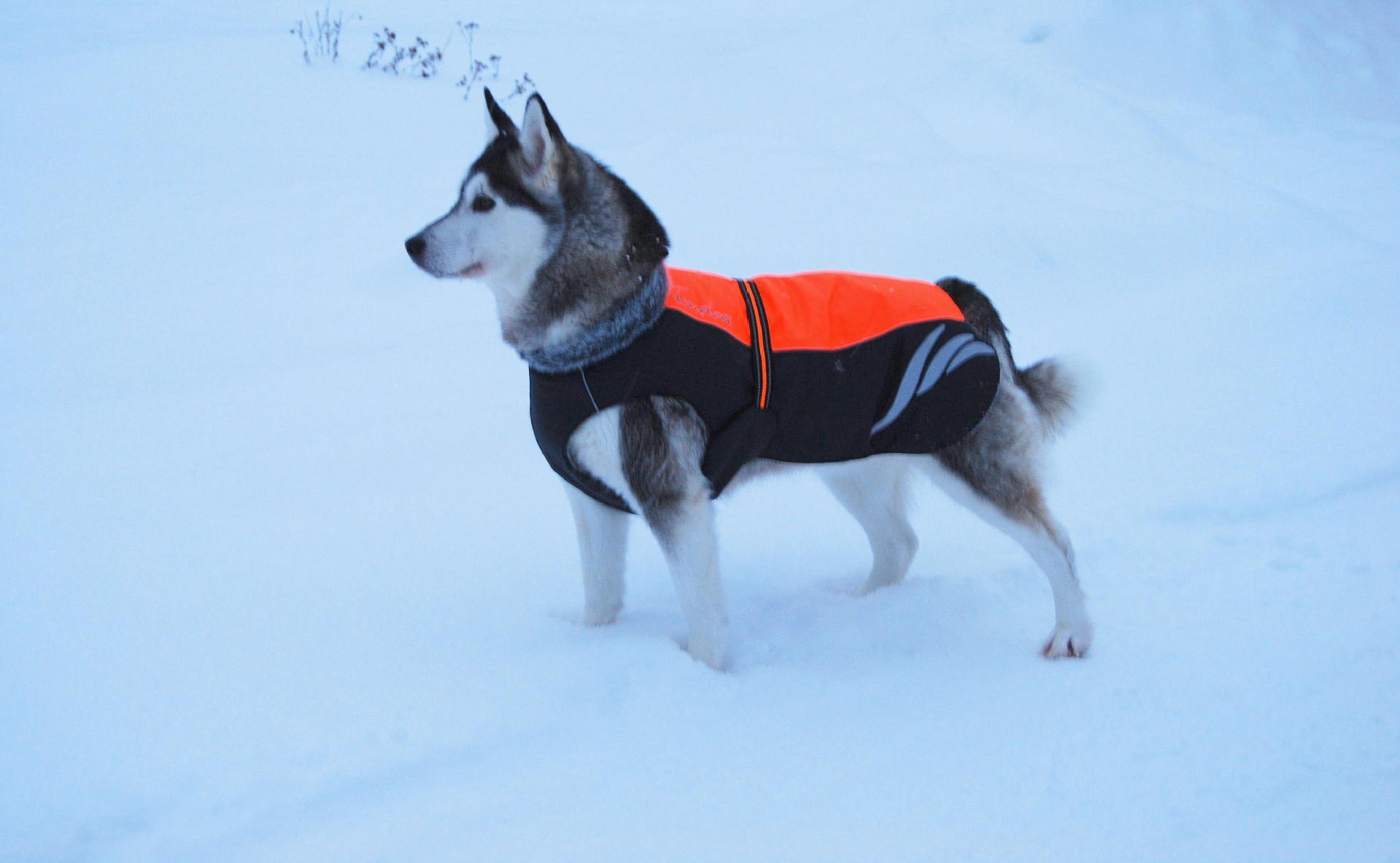 KFX-4549821 Winter Warm Pellet Down Jacket for Dogs – Waterproof and Flame-Retardant Vest in Black, Green, and Orange