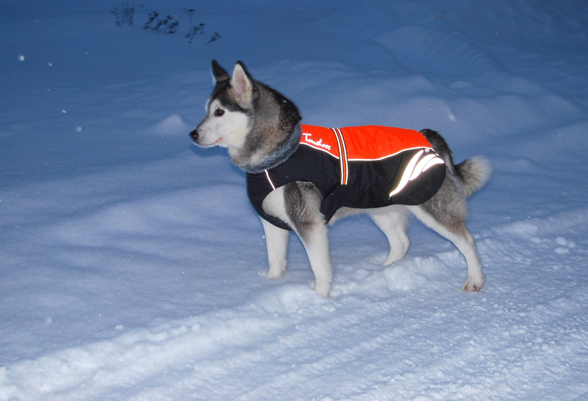 KFX-4549821 Winter Warm Pellet Down Jacket for Dogs – Waterproof and Flame-Retardant Vest in Black, Green, and Orange