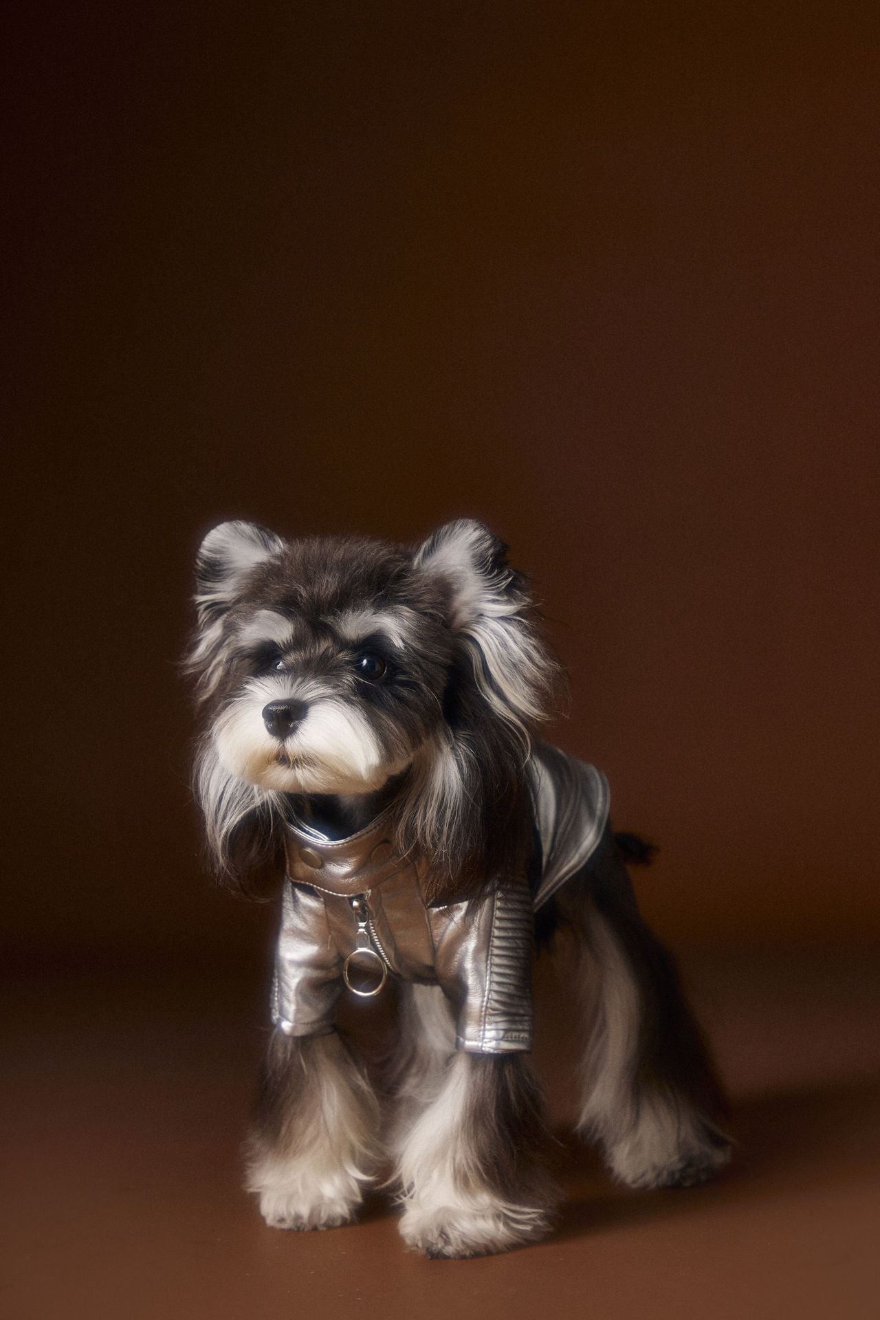 KFX-4581565 Handsome Distressed Silver Leather Coat for Teddy Schnauzer Bichon - Available in Multiple Sizes