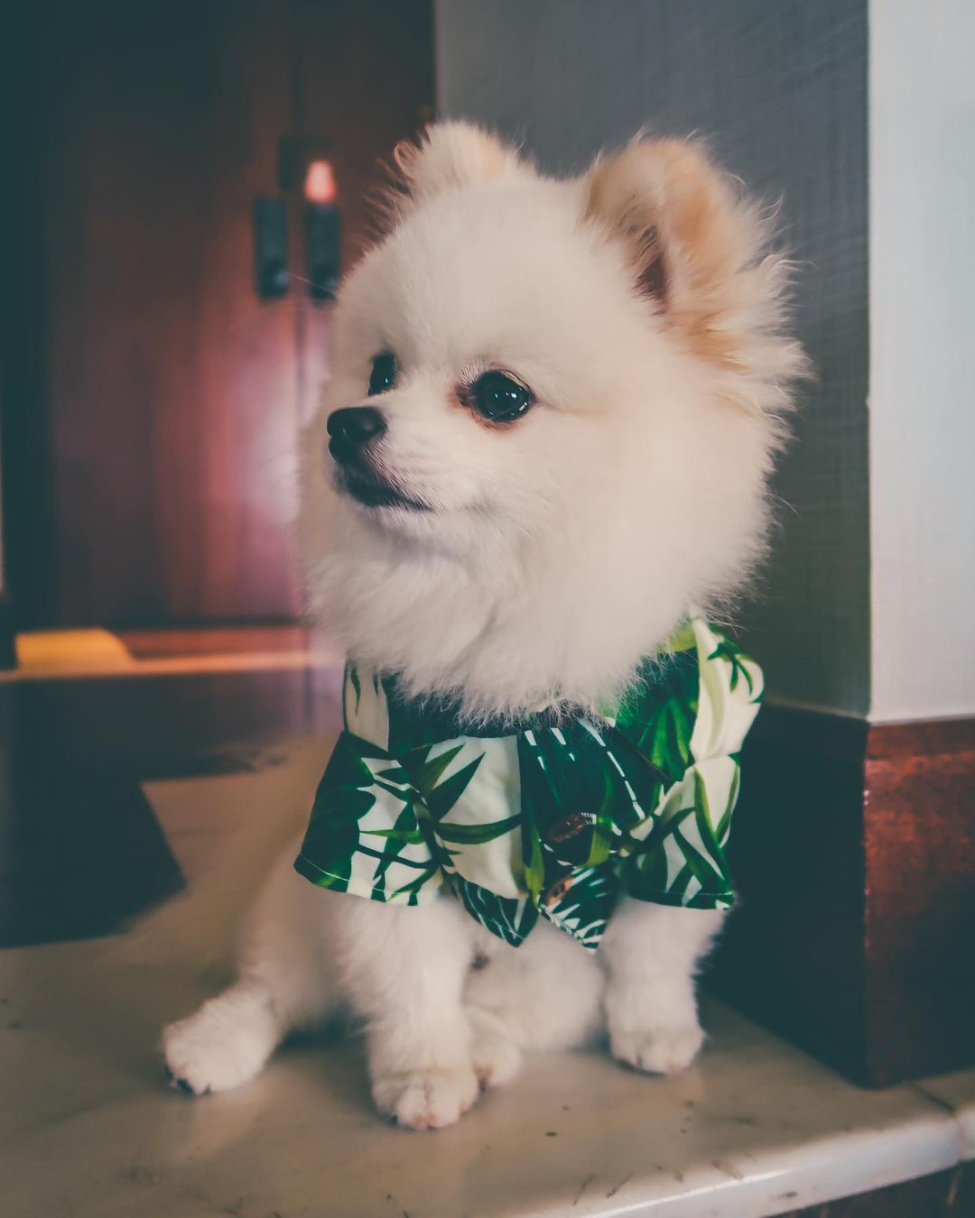 KFX-4585149 Corgi & Shiba Dog Shirt in Green Leaf, Banana, & Denim - Sizes S to 2XL