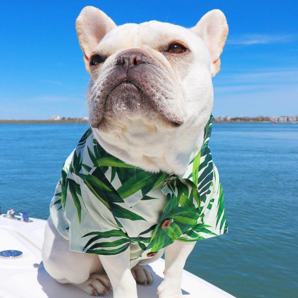 KFX-4585149 Corgi & Shiba Dog Shirt in Green Leaf, Banana, & Denim - Sizes S to 2XL