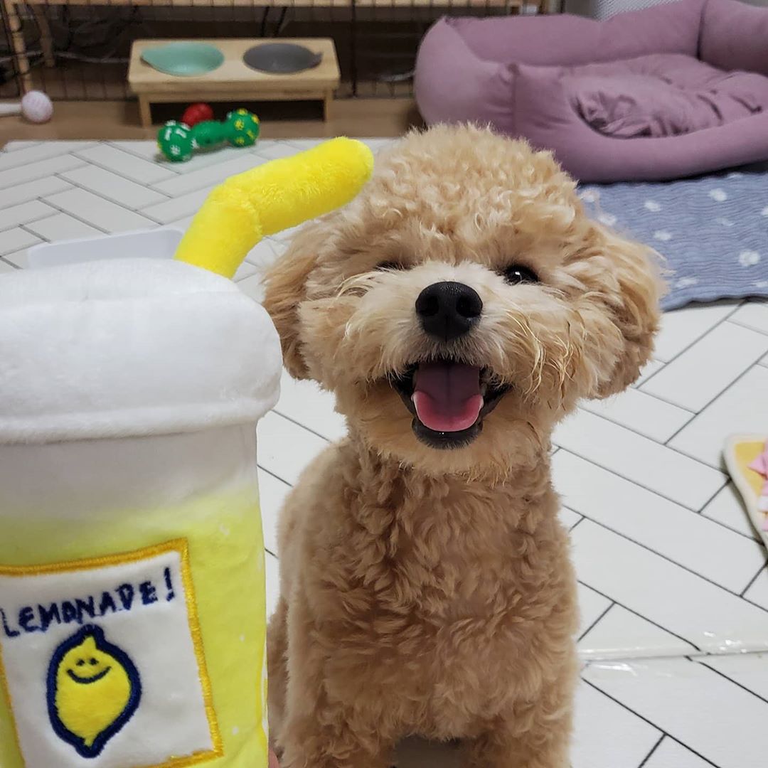 KFX-4599101 Plush Lemon Tea Cup Toy with Snack Pocket and BB Call for Pets