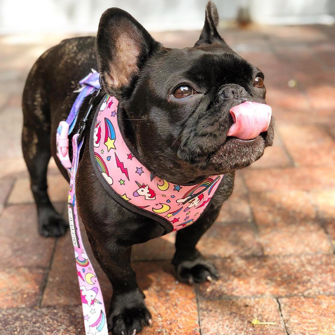 KFX-4603325 Adjustable Polyester Mesh Traction Rope with Chest Strap for Pets - S to XL Sizes Available